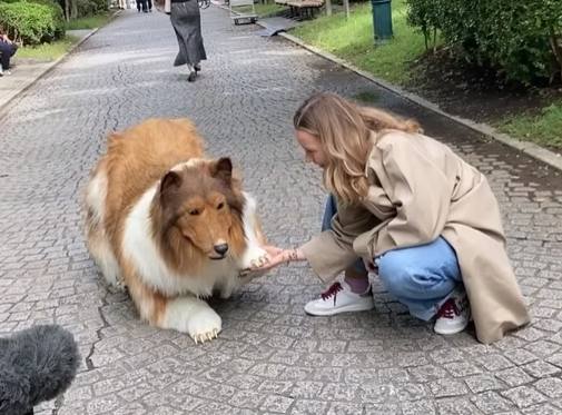 He Spent His Life Savings To Live As A Sheepdog. The Other 9 Transformations Are Even Wilder.